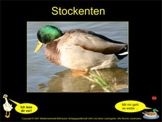 Präsentation-Stockente-1-2.pdf